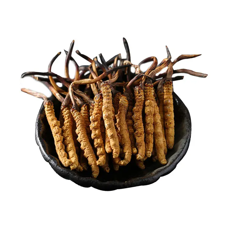 Tibet geleneksel çin tıbbı vahşi Cordyceps sinensis sağlıklı gıda doğal bütün Nagqu Cordyceps sinensis özü