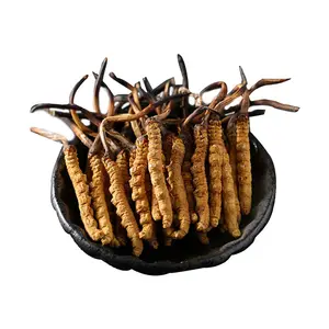 Wholesale Bulk Cordyceps Fungus Complex Health Chinese Medicine Large Size Tibet Cordyceps sinensis