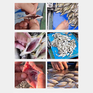 Machine de nettoyage de poisson haute efficacité <span class=keywords><strong>AM</strong></span> QDMECH en acier inoxydable, équipement commercial pour le traitement des petits poissons - Product Image 6