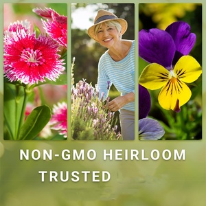 I girasoli e i garofani per uso in giardino attirano impollinatori e mazzi <span class=keywords><strong>di</strong></span> fiori <span class=keywords><strong>di</strong></span> grandi dimensioni Non-ogm raccolta <span class=keywords><strong>di</strong></span> <span class=keywords><strong>semi</strong></span> <span class=keywords><strong>di</strong></span> fiori - Product Image 6