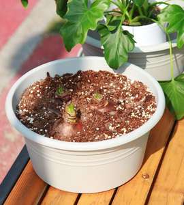 กล้วยไม้กระถางฮอลแลน - Product Image 5