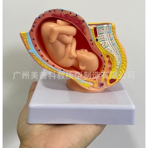 Modelo de pelvis femenina pequeña con modelo de feto a termen; modelo de embrión uterino fetal de nueve meses. - Product Image 4