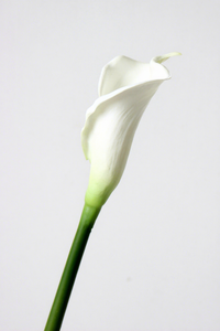 Fiori Artificiali in PU Realistici, Piccoli Calla Lily per Decorazioni Matrimoniali, <span class=keywords><strong>Casa</strong></span> e <span class=keywords><strong>San</strong></span> <span class=keywords><strong>Valentino</strong></span> - Product Image 6