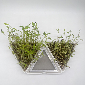 Bandejas de Cerámica para Germinación de Semillas, Bandejas de Cerámica para Plantas, Bandeja de Germinación para Cultivar Plántulas, Placa de Germinación Triangular - Product Image 6
