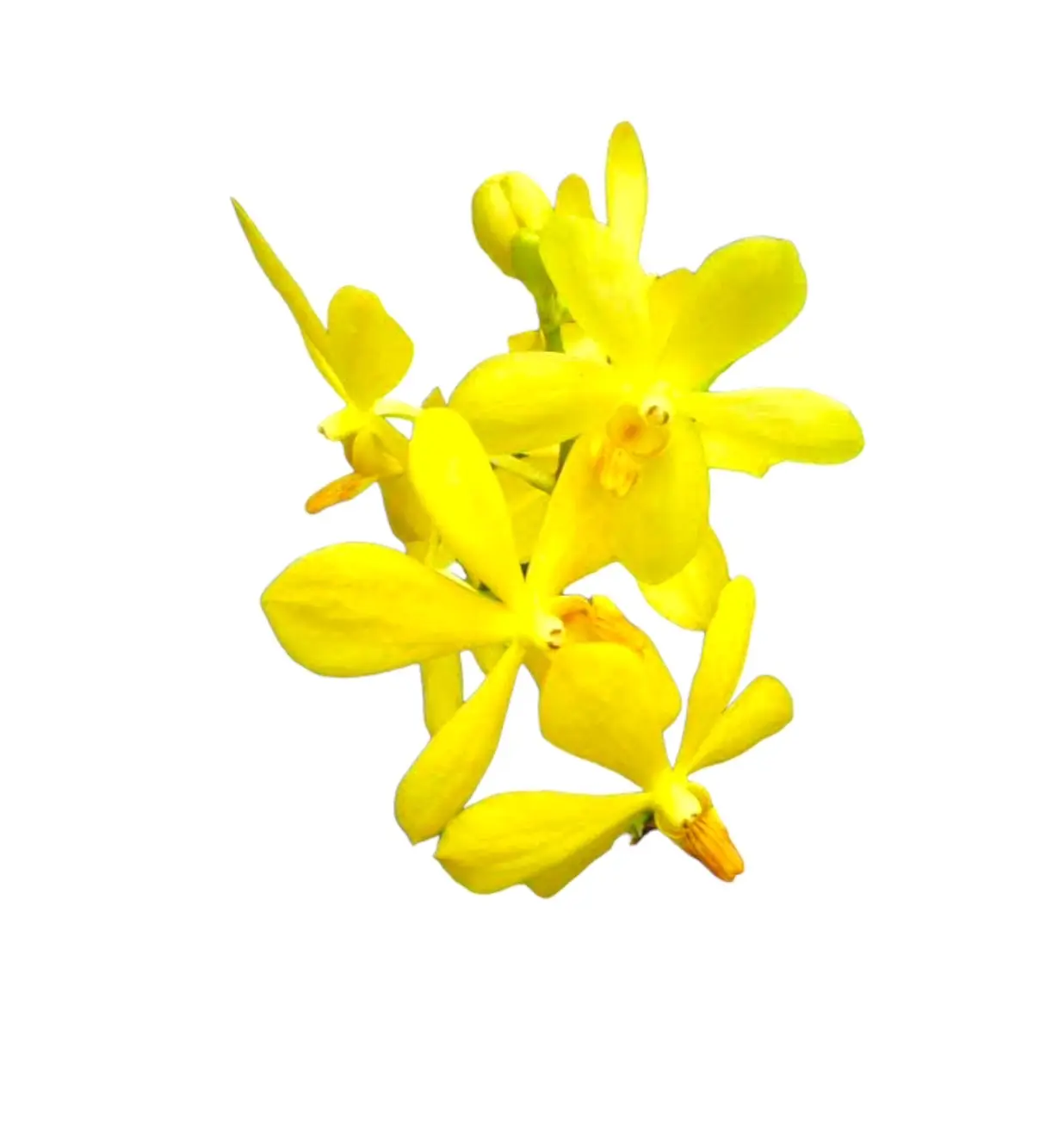 पीला मोकारा ताजा कट आर्किड फूल ऑर्किड फूल निर्यात के लिए सुगंधित होते हैं और आर्किड किसानों द्वारा देश के भीतर बेचे जाते हैं