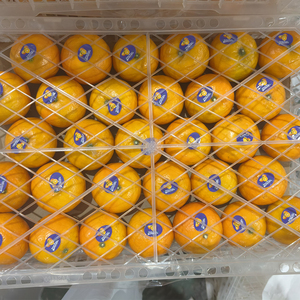 Nueva cosecha de fruta fresca de naranjas mandarinas de ombligo chino para venta al por mayor - Product Image 4