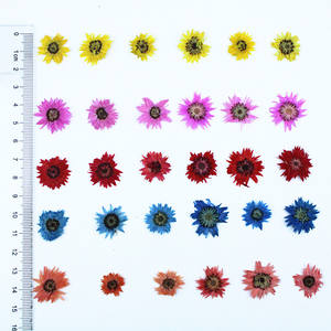 Anaphalis <span class=keywords><strong>Sinica</strong></span> prensada seca Natural de 0,8-1cm para decoración de fundas de teléfono, suministros de Arte de uñas, joyería de resina y decoraciones para álbumes de recortes - Product Image 6