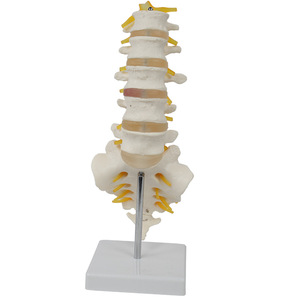 5 vertèbres lombaires, vertèbres sacrales et nerfs de type I, aides pédagogiques orthopédiques 1:1, directes et complètes. - Product Image 4