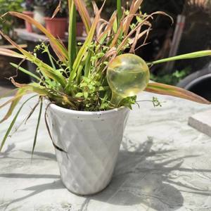 Dispositif d'<span class=keywords><strong>arrosage</strong></span> <span class=keywords><strong>automatique</strong></span> à gouttelettes en forme de boule, imitation verre, PVC, pour jardinage domestique - Product Image 6
