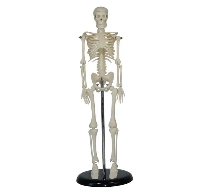 42CM MINI MENSCHLICHE MEDIZINISCHE SKELETON