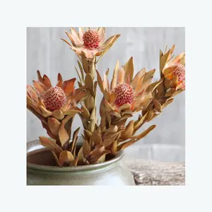 Flores secas populares de Instagram, flor de Fénix de Sudáfrica, crisantemo para decoración de hogar y boda
