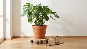 [BenK] Support de plantes en bois rond FSC à roulettes mobiles, système Wagner, rouleau pour plantes, classique, doux, très vendu - Product Image 3