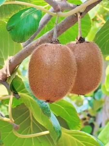 Meilleur prix sur les kiwis verts frais de la variété <span class=keywords><strong>Hayward</strong></span> - Product Image 5