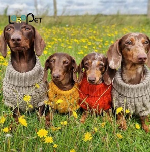 2025 Tùy Chỉnh Hiện Đại Thân Thiện Với Môi Pet Dog Áo Len Cho Mùa Xuân Và Mùa Đông Bán Buôn Quần Áo Được Làm Với Bền Polyester Bông - Product Image 5