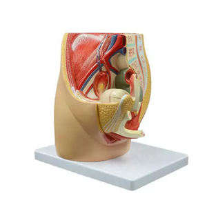 Modelo de anatomía esquelética humana Modelo de <span class=keywords><strong>sistema</strong></span> genitourinario Masculino - Product Image 5