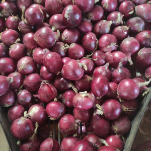 Hành Tươi Giá Rẻ Từ Trung Quốc 5-7/6-8/8-10/10-12Cm Đóng Gói Bằng Đường Biển 10KG/20KG/25KG - Product Image 1