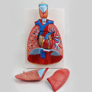 Modelo Anatómico de Garganta, Corazón y Pulmón Humano de Qinghua, Sistema Respiratorio, Corazón y Pulmón Internos, Anatómico Desmontable Biomédico - Product Image 2