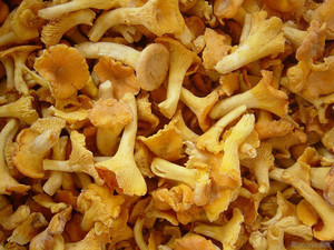 Alta qualità dei funghi <span class=keywords><strong>finferli</strong></span> congelati per le vendite calde - Product Image 6