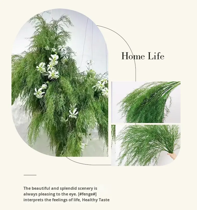 สีเขียวหน่อไม้ฝรั่ง