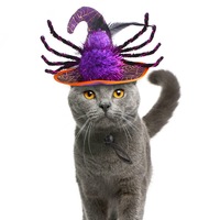 Serre-tête en feutre magique pour chat d'Halloween avec motif araignée et voile noir - Accessoires de costume amusants pour animaux de compagnie
