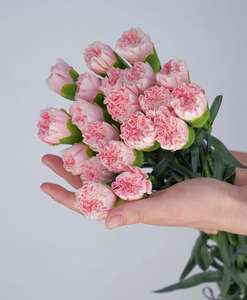 Yunnan Kunming Carnation Pink Beauty Fresh Cut bunga Guru's Day Mother splot - Product Image 2