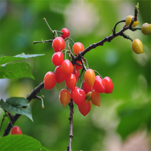 GMP-Zertifizierter Natürlicher Hochwertiger Withania Somnifera Extrakt Lebensmittelqualität Ashwagandha Withanolide Pulver 10:1 1%-5% Withanolide - Product Image 4