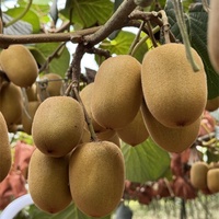 Pollen de fleurs de kiwi mâle à 95 % de pureté, naturel, haute activité, spécialisé pour la pollinisation des arbres fruitiers, 10g/sac, en stock usine, vente chaude