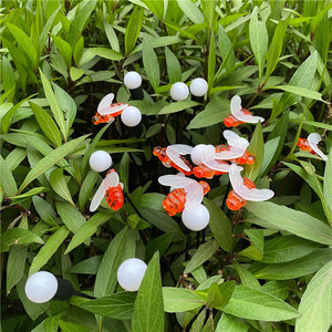 Nhà Máy Giá Trang Trí Cho Sao Bee Cổ Tích Treo Nhà Trang Trí Ong Mật LED Năng Lượng Mặt Trời Chuỗi Ánh Sáng Luces Colgantes Bộ - Product Image 3