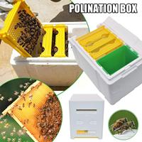 Nouvelle ruche de reproduction BAICHUN pour l'élevage des reines, mini-ruche de pollinisation en polystyrène
