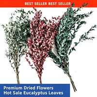 Daun Eucalyptus Terawetkan Terlaris, Daun Tipis Silver Dollar Eucalyptus, Daun Kering untuk Rangkaian Bunga
