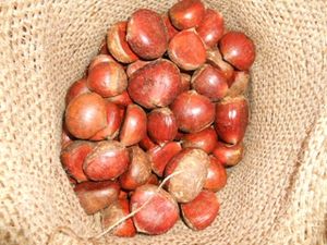 Vente en gros de châtaignes neuves Fournisseur chinois Châtaigne crue biologique Châtaigne fraîche <span class=keywords><strong>Prix</strong></span> <span class=keywords><strong>au</strong></span> <span class=keywords><strong>kg</strong></span> - Product Image 2