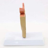 Modelo Anatómico Sagital de Órganos Genitales Internos, Útero, Demostración de Mini Pelvis Femenina, Sistema Reproductivo para Planificación Familiar