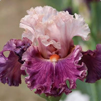 Iris bleu (Tectorum), tolérant à l'ombre, facile à cultiver, semis toute l'année, vivace pour la cour et la verdure en pot
