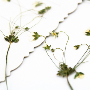 Fleurs blanches étoilées séchées et pressées avec tiges pour résine, coques de téléphone, marque-pages, scrapbooking et artisanat - Product Image 5