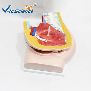 Modèle anatomique sagittal féminin en deux parties, outil pédagogique pour la démonstration anatomique du système reproducteur et urinaire. - Product Image 4