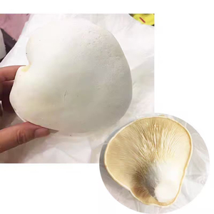 Nấm ELF trắng tươi detan pleurotus nebrodensis Nấm - Product Image 1