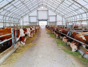 Atelier modulaire en structure métallique à assemblage rapide et bâtiment de ferme laitière en structure métallique agricole - Product Image 3