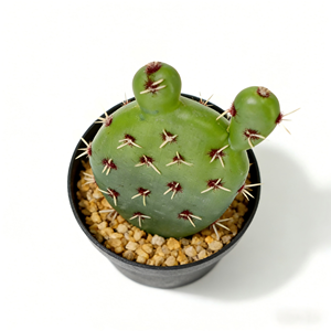 <span class=keywords><strong>Cactus</strong></span> artificiel haut de gamme, plante de bureau, simulation de <span class=keywords><strong>cactus</strong></span> du désert avec pot en plastique noir - Product Image 4