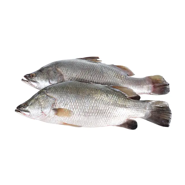 신선한 해산물 라이브 barramundi