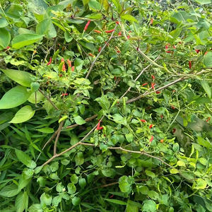 Poudre de piment rouge biologique, très piquante, vente en gros, produit agricole, fruits tropicaux, piment œil-de-perdrix, piment de <span class=keywords><strong>Cayenne</strong></span> - Product Image 5