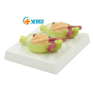 चिकित्सा विज्ञान मानव आंतरिक संरचना मूत्र प्रोटीन 2 घटक मॉडल शिक्षण संसाधन प्रयोगात्मक आपूर्ति - Product Image 1