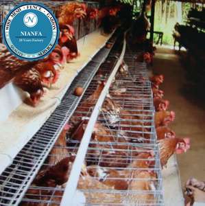 ลวดตาข่ายเชื่อมแบบตาข่ายอุปกรณ์สำหรับเลี้ยงไก่ที่ใช้เทคนิคในฟาร์มแบบไนจีเรียจากโรงงานกวางโจว - Product Image 2