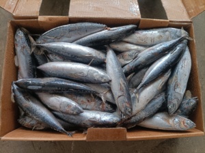 X3861 כדור קפוא <span class=keywords><strong>bonito</strong></span> 100-300 גרם פס טונה דגים מפעל דגים טונה קפוא 100 300 גרם - Product Image 2