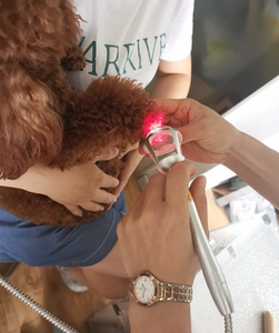 Dispositivo Laser Terapeutico a Diodi di Classe <span class=keywords><strong>IV</strong></span> 15W 20W 980nm per Recupero Post-Operatorio e Gestione del Dolore negli Animali - Product Image 6
