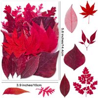 Feuilles de frêne rouge séchées naturelles et feuilles de fougère mélangées pour scrapbooking, fabrication de cartes et décoration de coques de téléphone