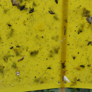 Feromona Superior <span class=keywords><strong>Empoasca</strong></span> Vitis, Líquido Atrayente, Pesticida Biológico para el Control de Plagas del Árbol del Té, Gestión de Plagas de Alta Eficiencia - Product Image 1