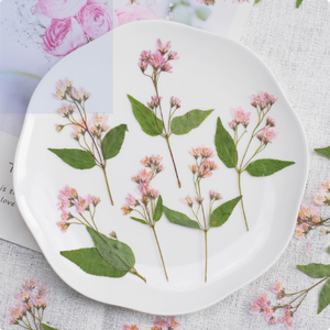 Deutzia Scabra Fleur Avec Branches Scrapbooking Résine Époxy Écologique Véritable Fleur Pressée DIY - Product Image 2