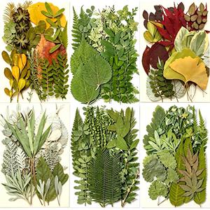 Ensemble de feuilles séchées <span class=keywords><strong>press</strong></span>ées assorties pour projets de bricolage, <span class=keywords><strong>scrapbooking</strong></span> et fabrication de cartes de vœux - Product Image 2