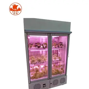 Hot Selling Deep Water Culture Hydroponics Systems Hydroponic Vegetable Seeds Plant Growing Equipment With High Quality