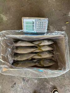 <span class=keywords><strong>Thon</strong></span> jaune <span class=keywords><strong>entier</strong></span> congelé - Product Image 3